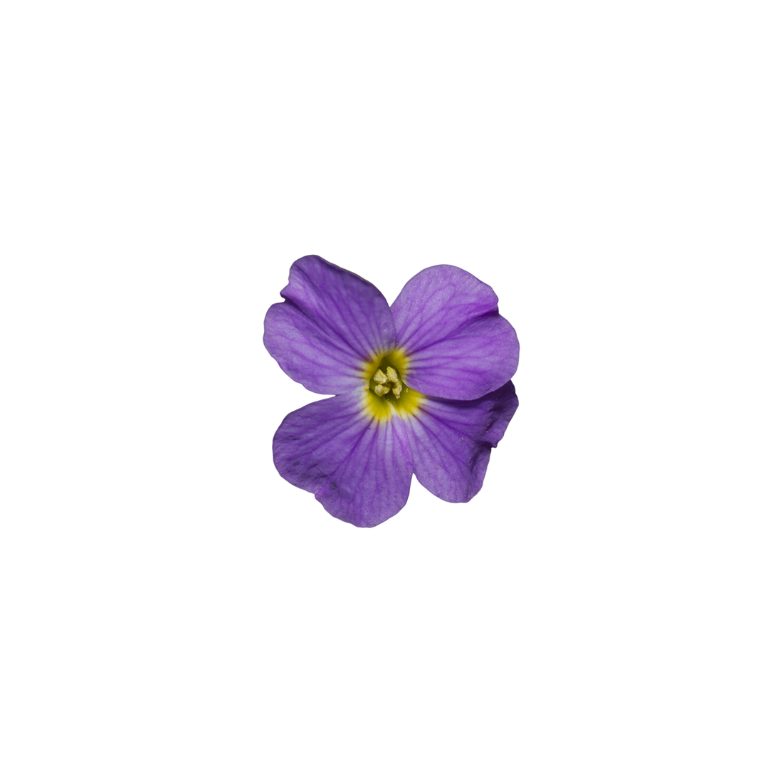 violet