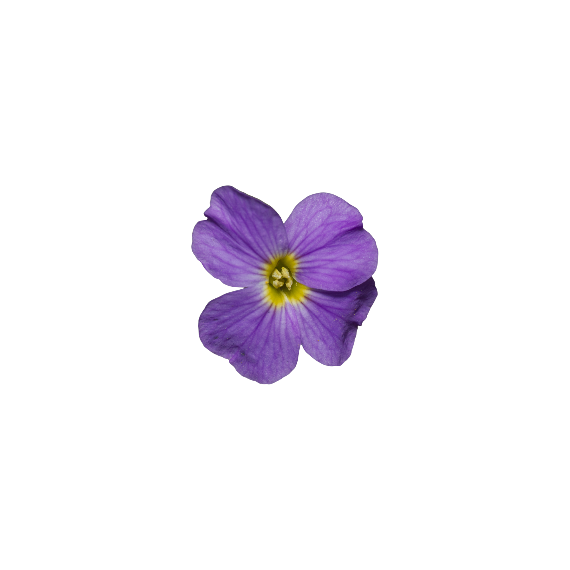 violet
